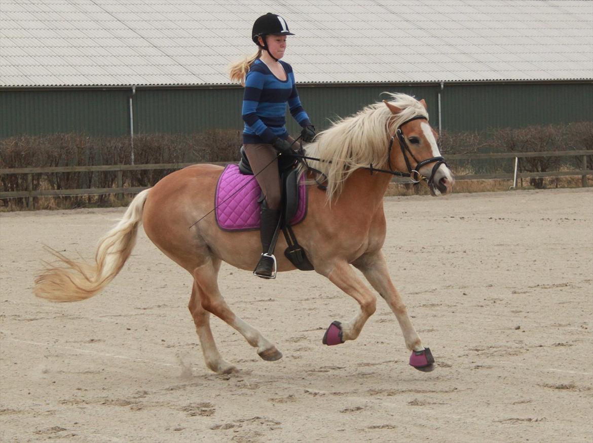 Tyroler Haflinger Flora-Fie billede 14