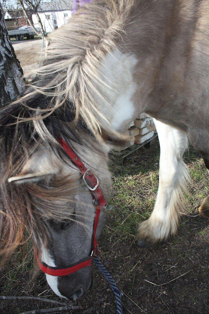 Irish Cob Crossbreed Fiona  ( tidl.) billede 9