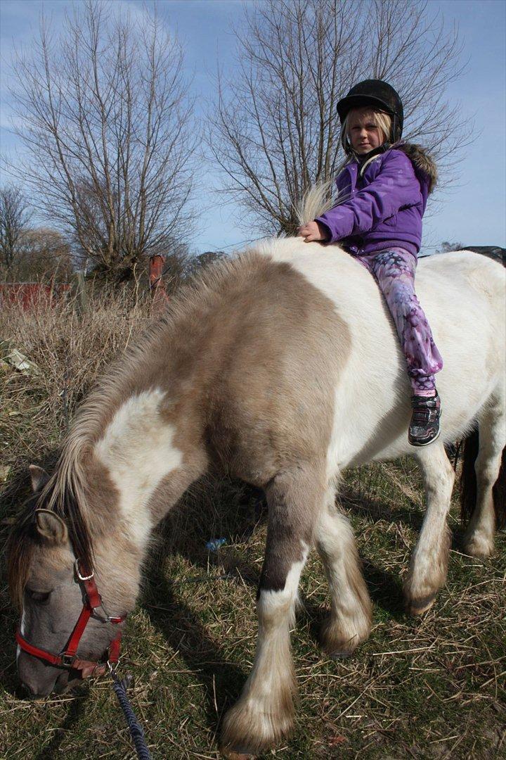 Irish Cob Crossbreed Fiona  ( tidl.) billede 10