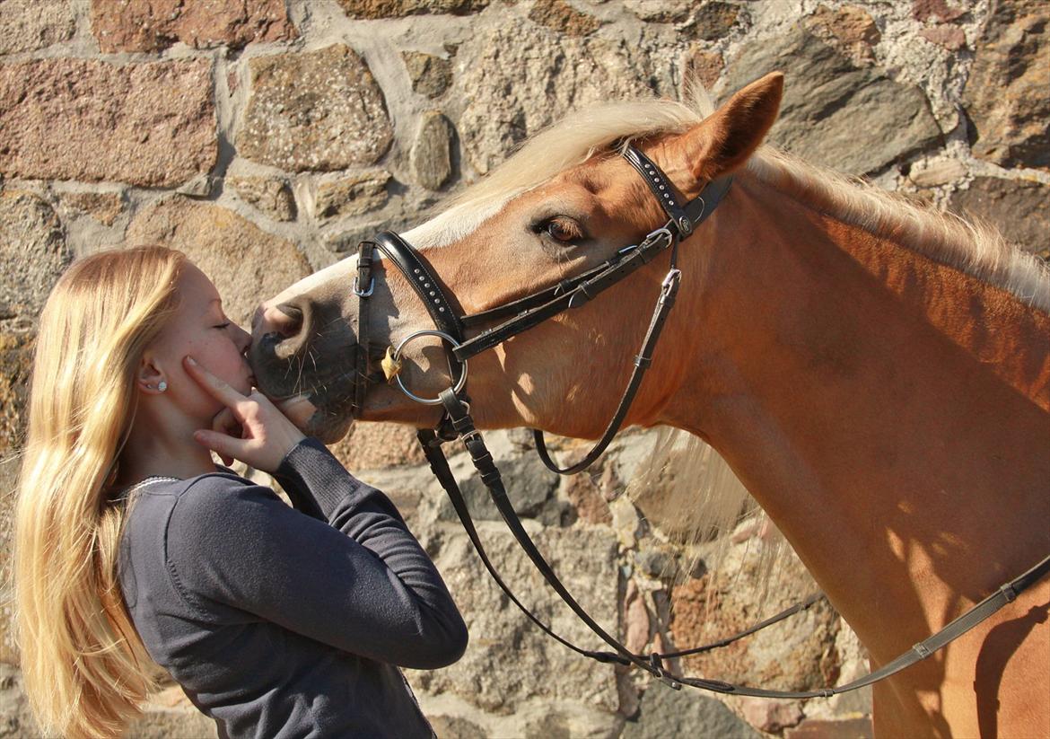 Tyroler Haflinger Flora-Fie billede 5