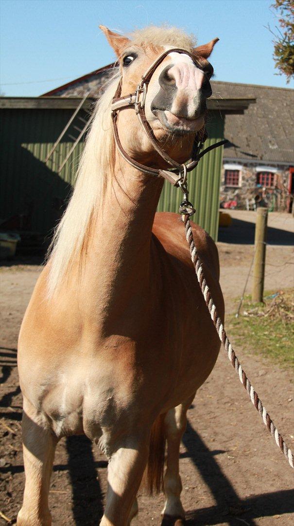 Tyroler Haflinger Flora-Fie billede 4