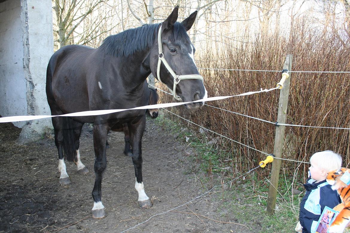 Dansk Varmblod Toscana billede 8