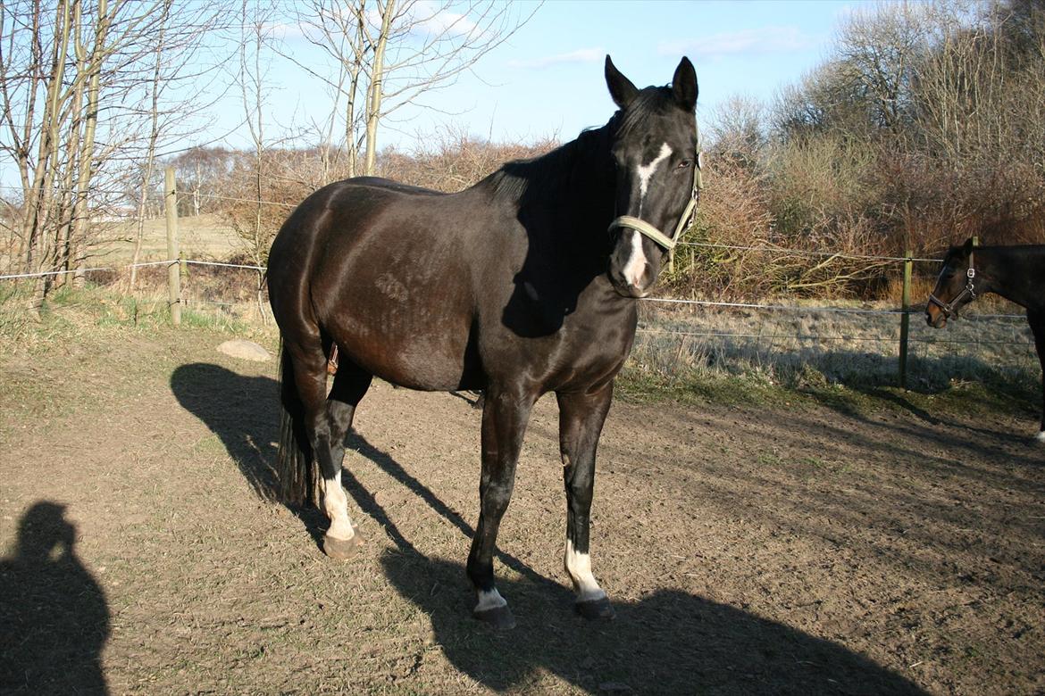 Dansk Varmblod Toscana billede 13