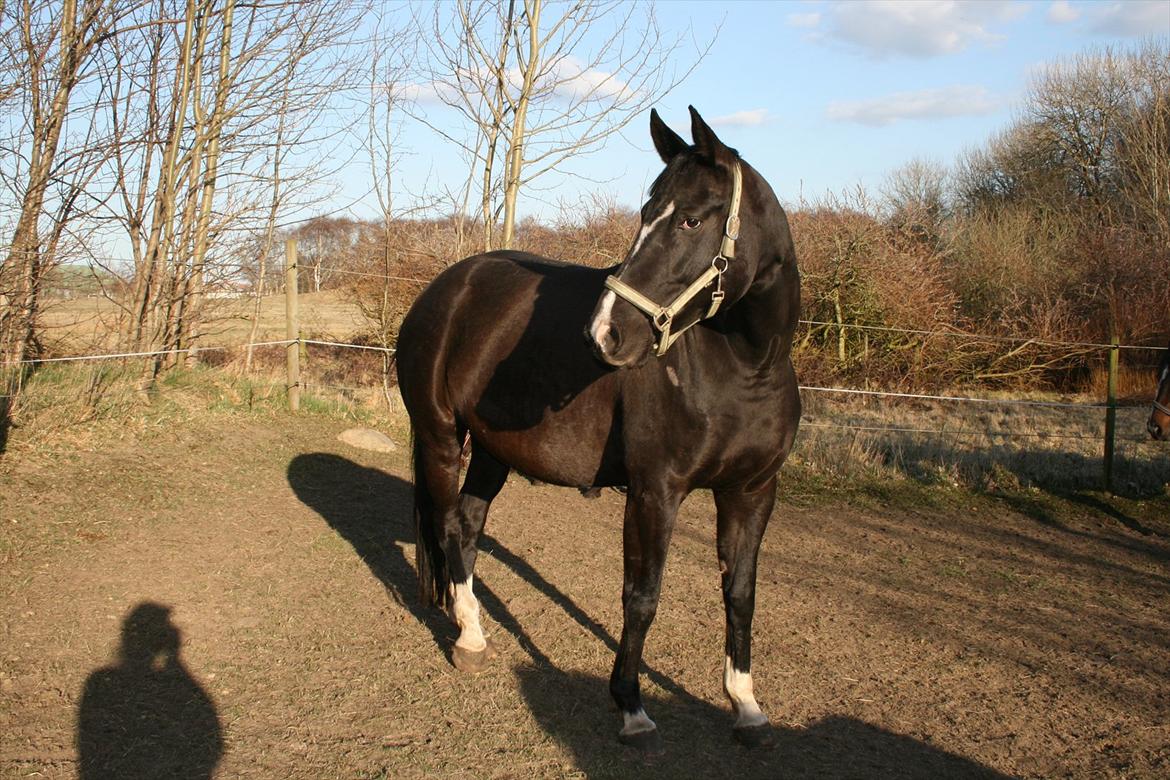 Dansk Varmblod Toscana billede 2