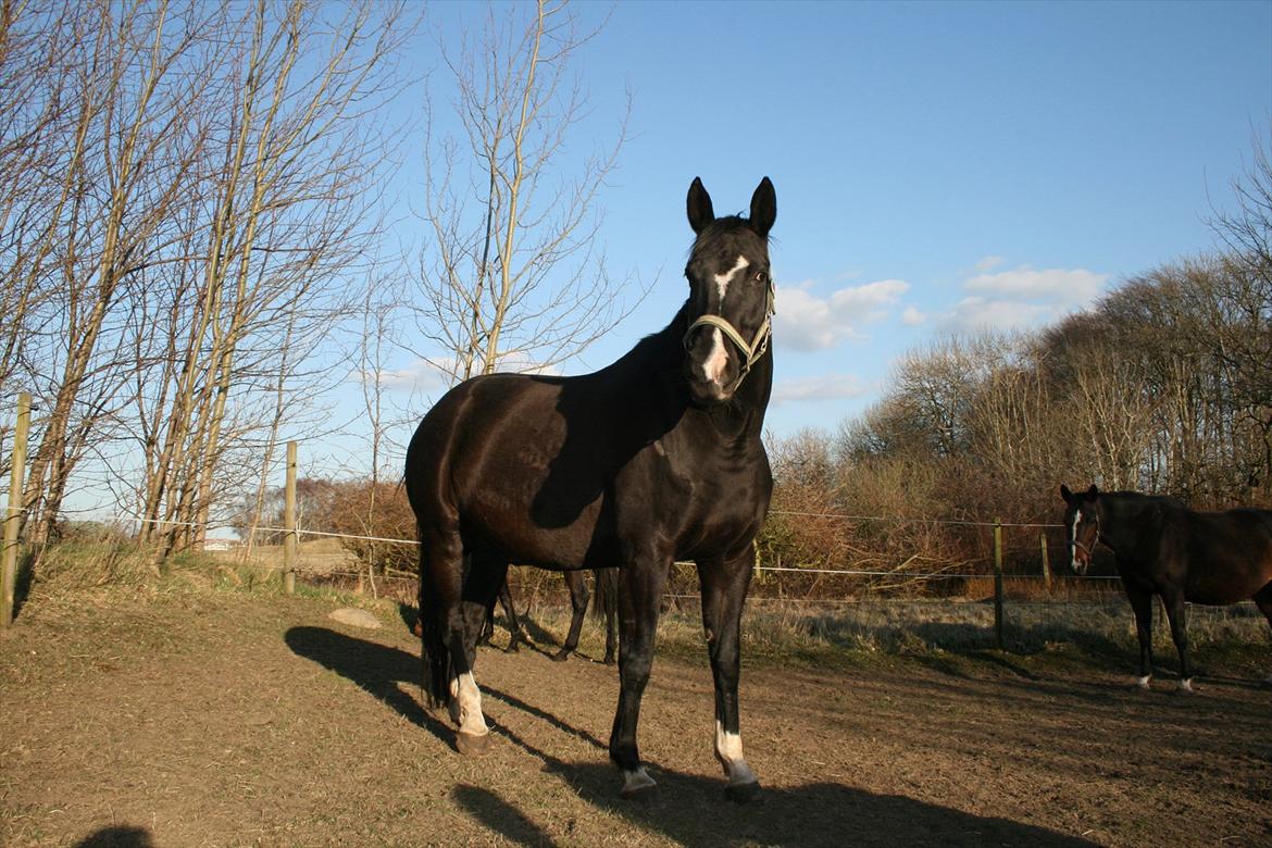 Dansk Varmblod Toscana billede 11