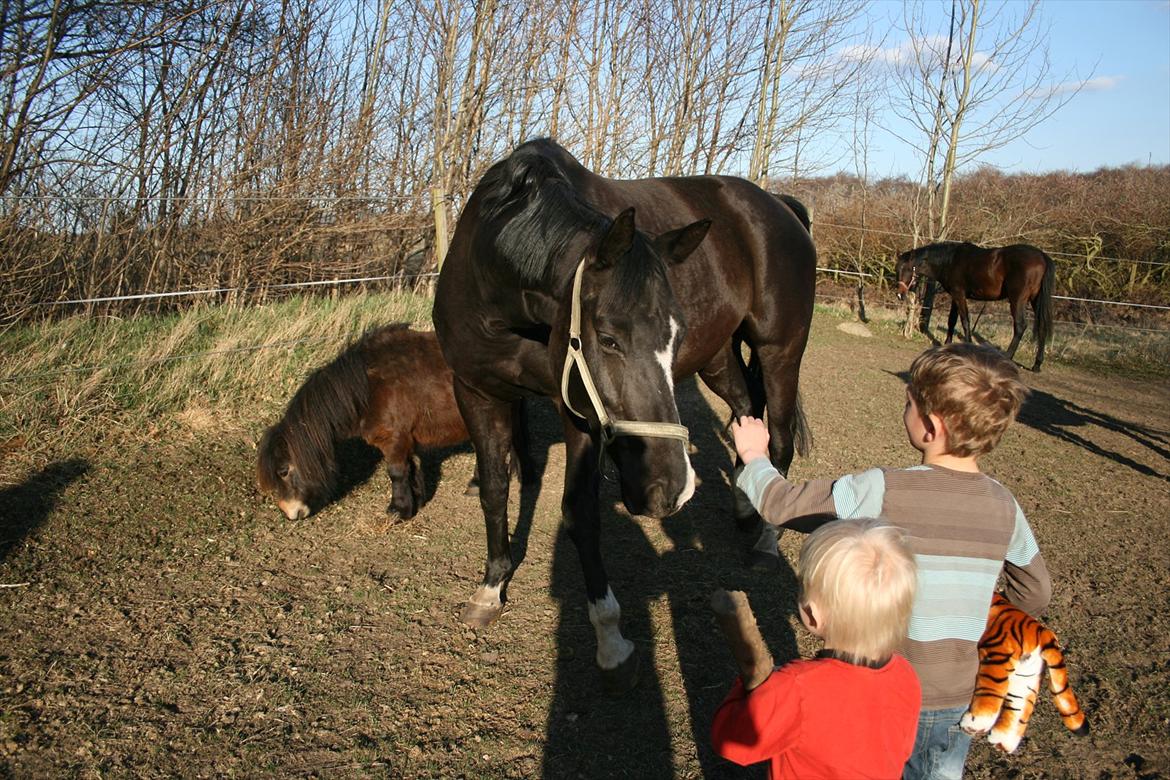 Dansk Varmblod Toscana billede 14