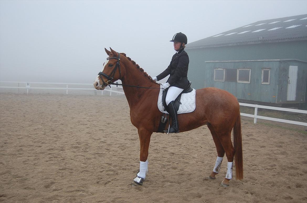 Dansk Varmblod Birkemosegaards Toronto - Dressur stævne med sin ejer 2012 :) billede 13