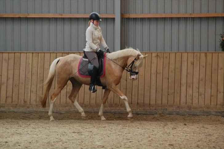 DSP Goldfever Hella Bella billede 10