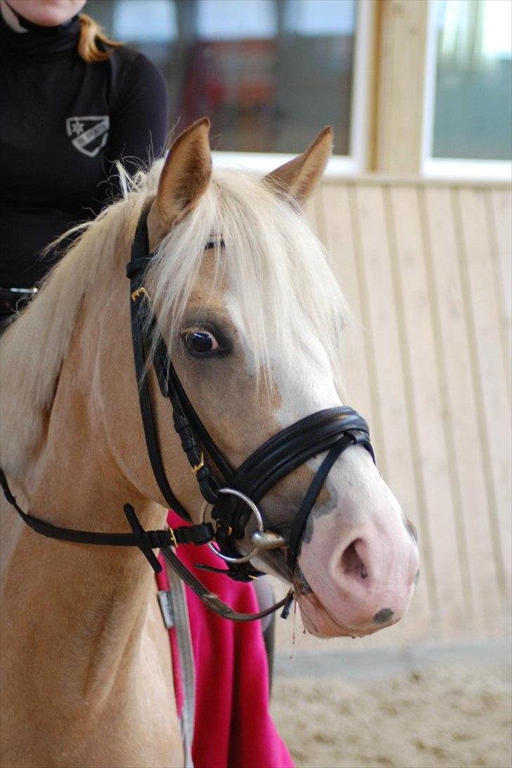 DSP Goldfever Hella Bella billede 11