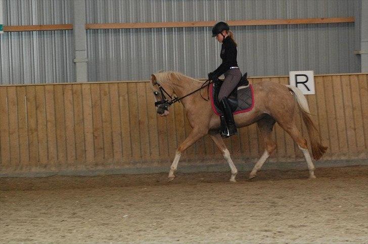 DSP Goldfever Hella Bella billede 12