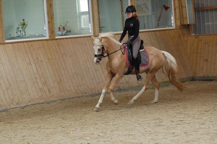 DSP Goldfever Hella Bella billede 13