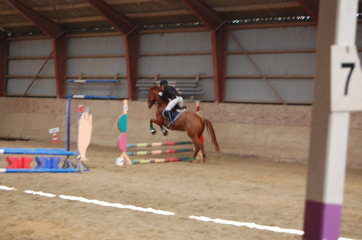 Dansk Varmblod Birkemosegaards Toronto billede 14