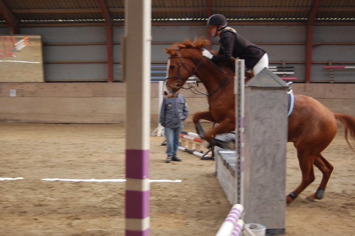 Dansk Varmblod Birkemosegaards Toronto billede 15