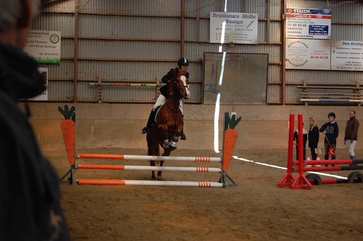 Dansk Varmblod Birkemosegaards Toronto billede 16