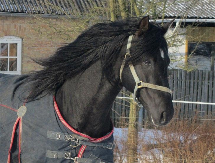 Pura Raza Española Ingrato XXXV - Min dejlige Spanske Hingstebasse billede 1