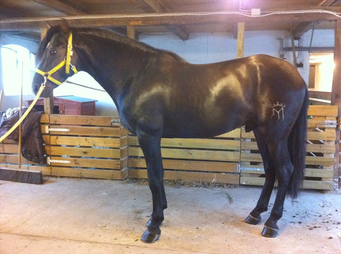 Pura Raza Española Ingrato XXXV billede 2