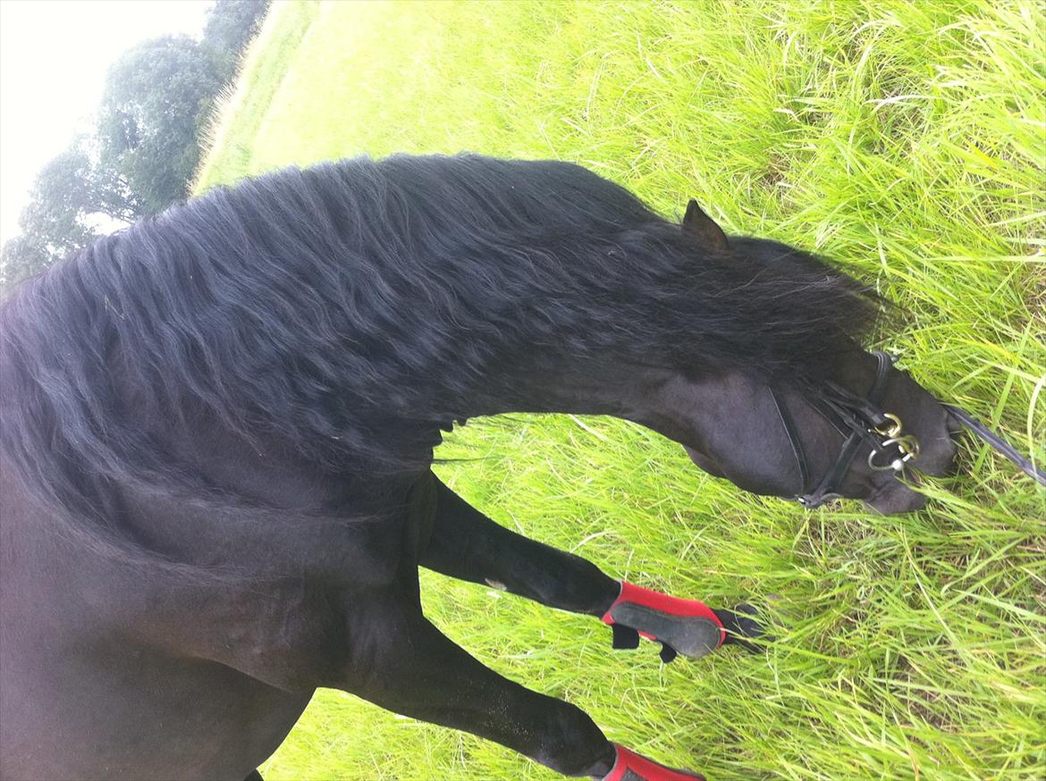 Pura Raza Española Ingrato XXXV billede 3