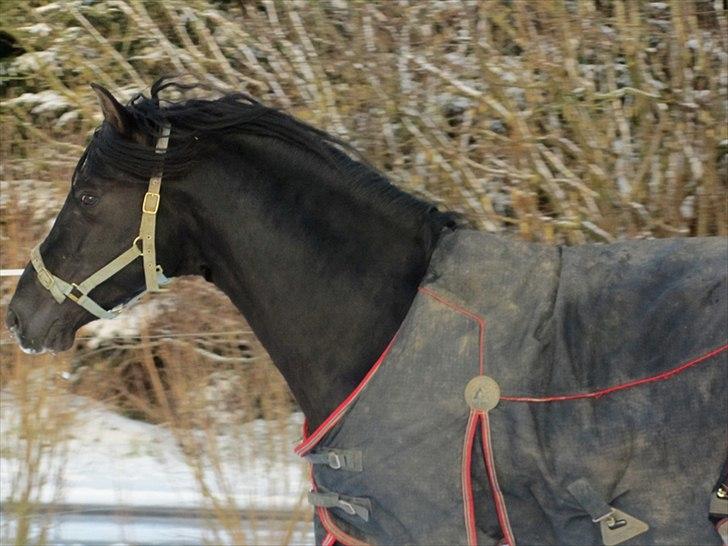 Pura Raza Española Ingrato XXXV billede 5