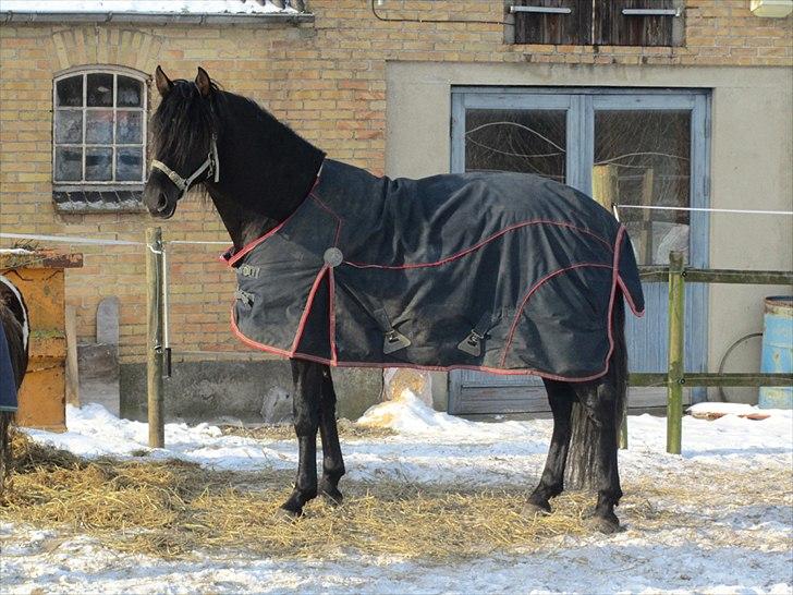 Pura Raza Española Ingrato XXXV billede 6