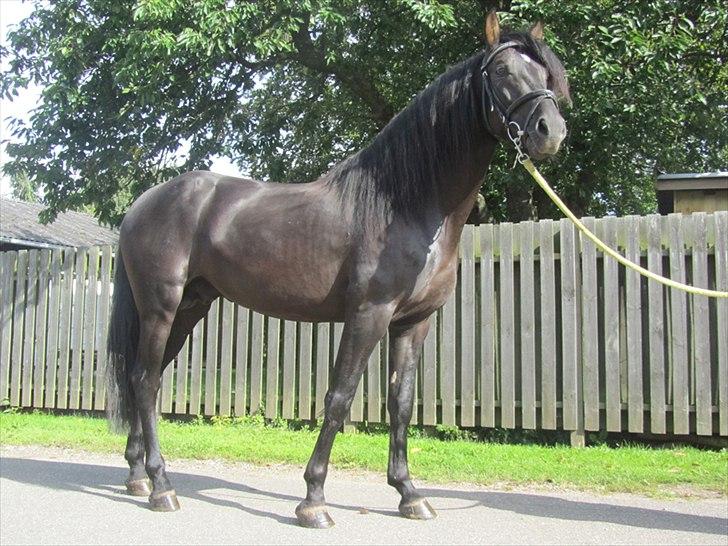 Pura Raza Española Ingrato XXXV billede 7