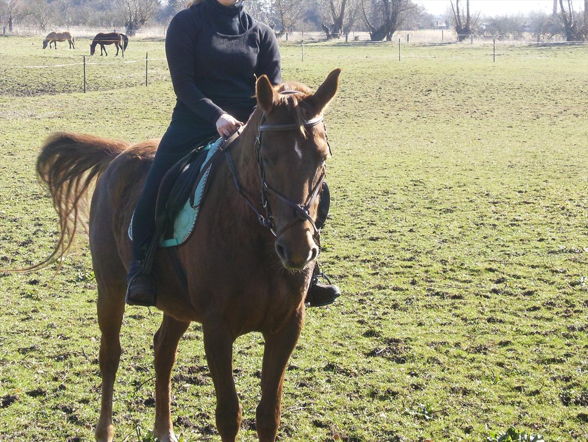 Anden særlig race Denise Springtime (solgt) billede 1