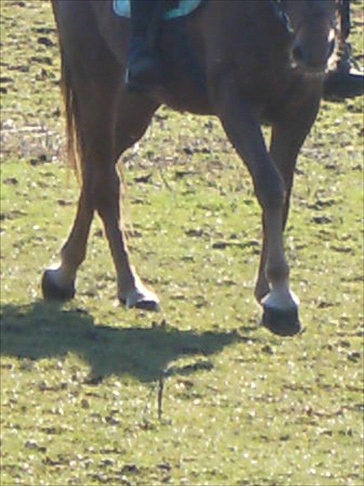 Anden særlig race Denise Springtime (solgt) billede 2