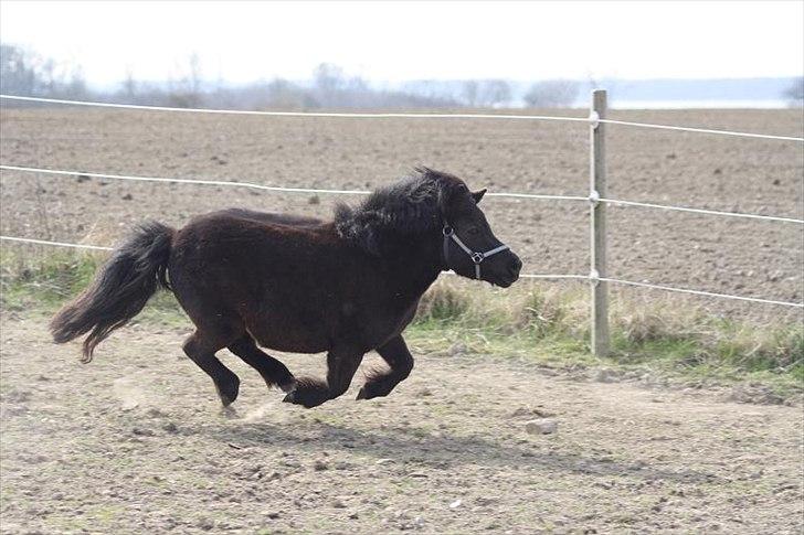 Shetlænder Molly - Min lille Farrari ;) billede 10