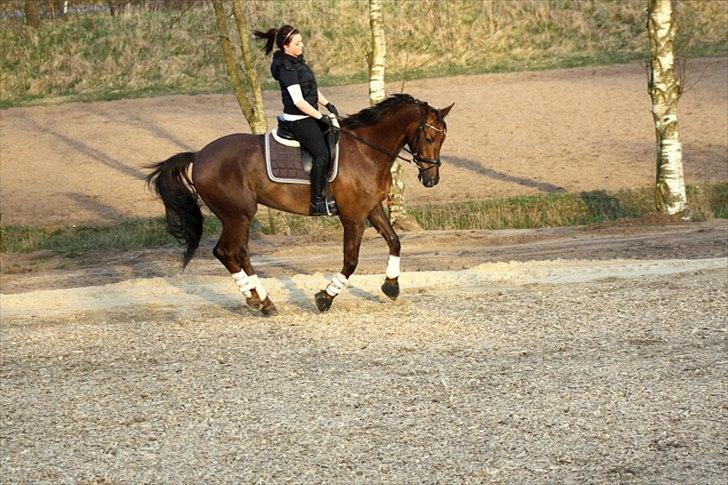 Dansk Varmblod Paso Double billede 1