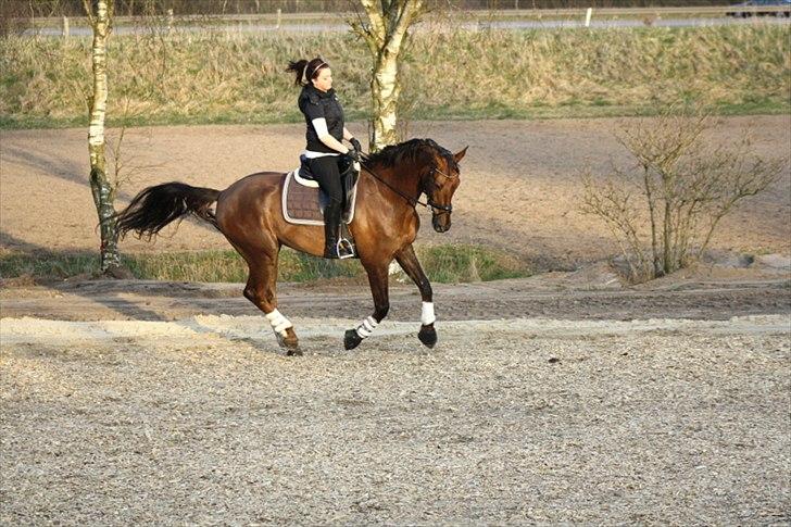 Dansk Varmblod Paso Double billede 2