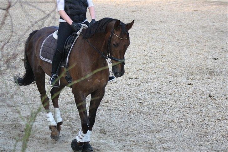 Dansk Varmblod Paso Double billede 3