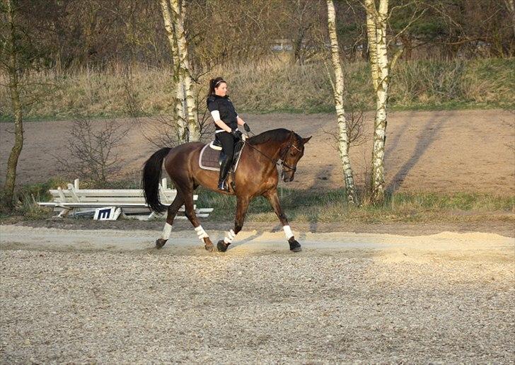 Dansk Varmblod Paso Double billede 4