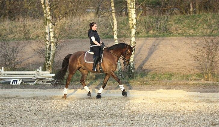 Dansk Varmblod Paso Double billede 5