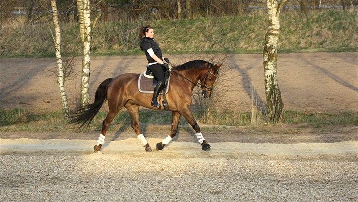 Dansk Varmblod Paso Double billede 6