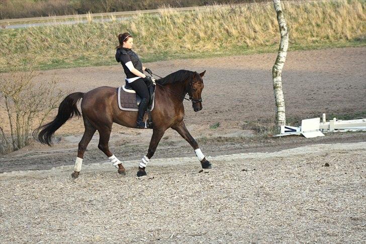 Dansk Varmblod Paso Double billede 7