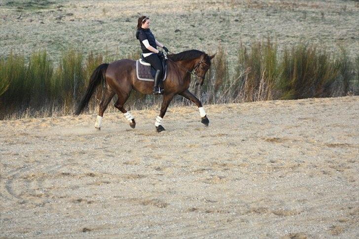 Dansk Varmblod Paso Double billede 8