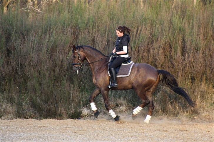 Dansk Varmblod Paso Double billede 9