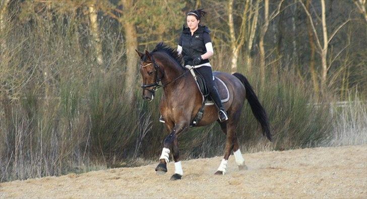 Dansk Varmblod Paso Double billede 10