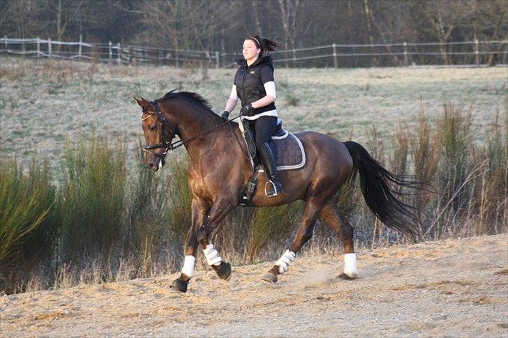 Dansk Varmblod Paso Double billede 11