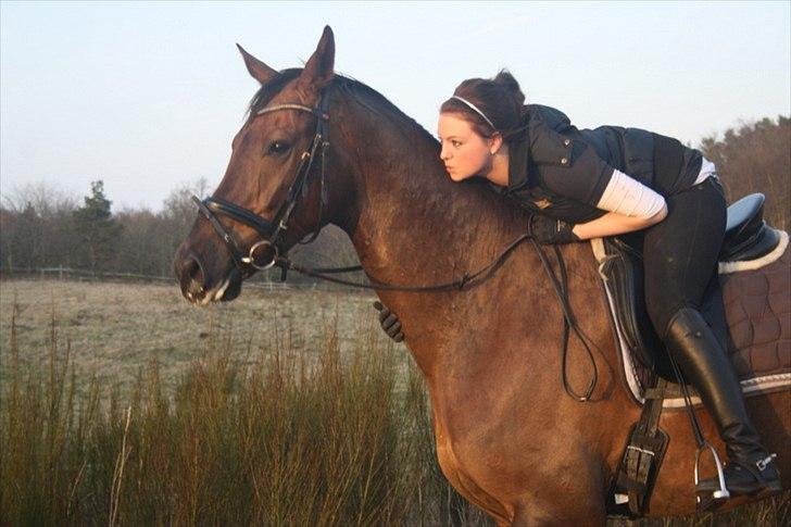 Dansk Varmblod Paso Double billede 12