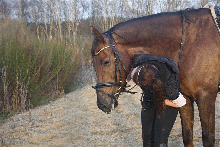 Dansk Varmblod Paso Double billede 13