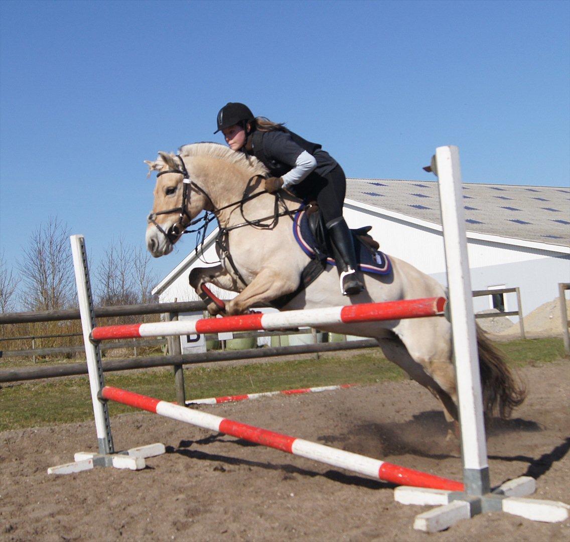 Fjordhest Puk AkA Hyper ungen! *Tid. Låne* - Her springer vi 105:-) billede 2