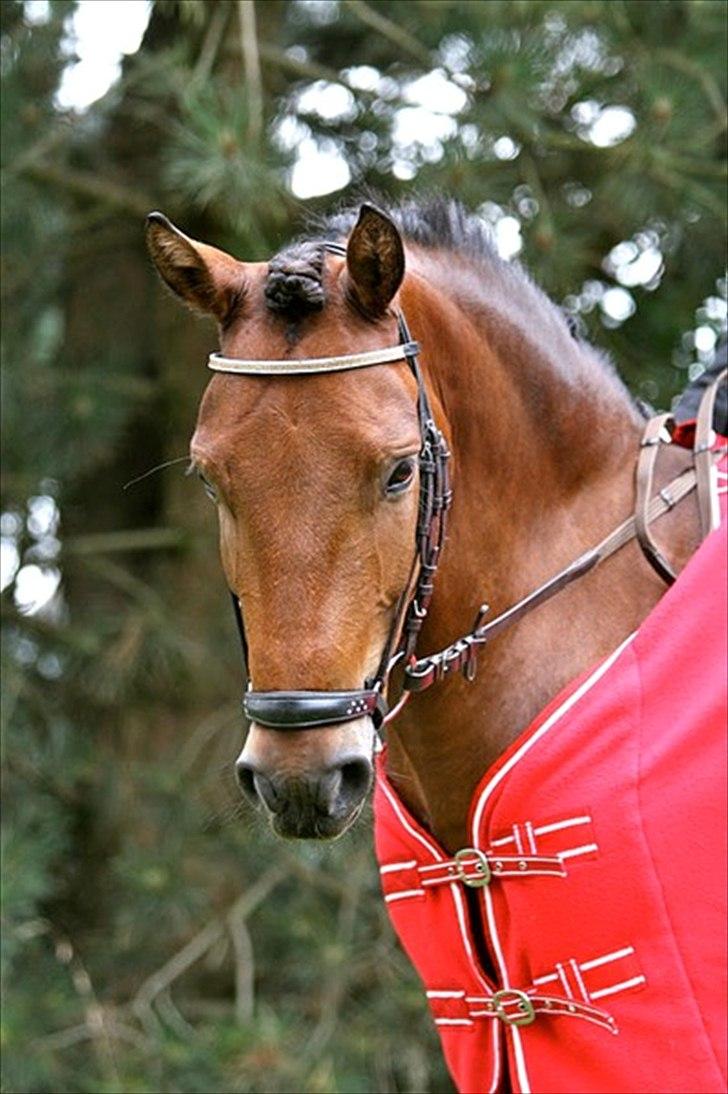 DSP Prins Orloff B-pony halv A-pony. (SOLGT) - Prins til landstævne i København. billede 1