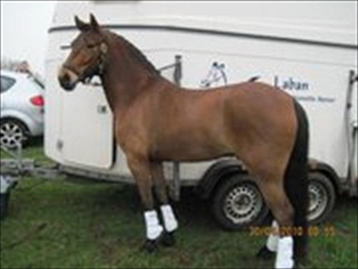 DSP Prins Orloff B-pony halv A-pony. (SOLGT) - På stævnepladsen i Viborg. billede 5