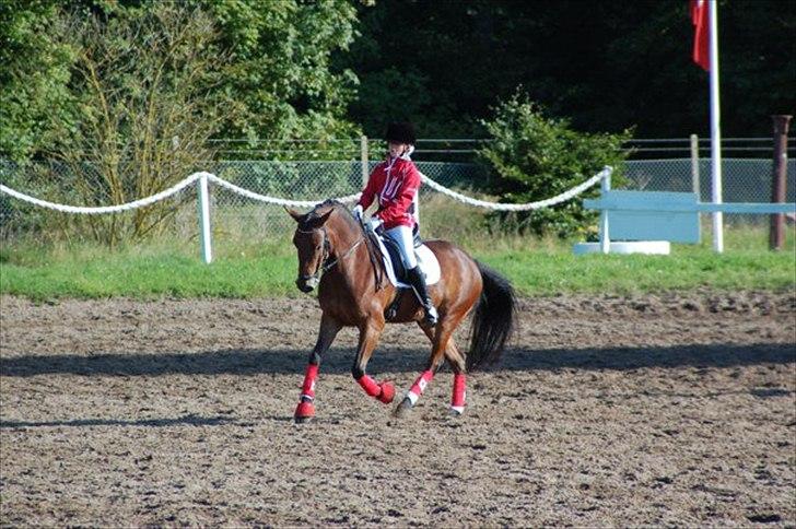 DSP Prins Orloff B-pony halv A-pony. (SOLGT) - Opvarmning til DM. billede 7