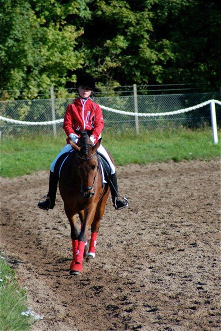 DSP Prins Orloff B-pony halv A-pony. (SOLGT) - Opvarmning til DM. billede 6