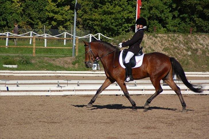 DSP Prins Orloff B-pony halv A-pony. (SOLGT) - På banen til DM hvor vi rider 68% billede 10