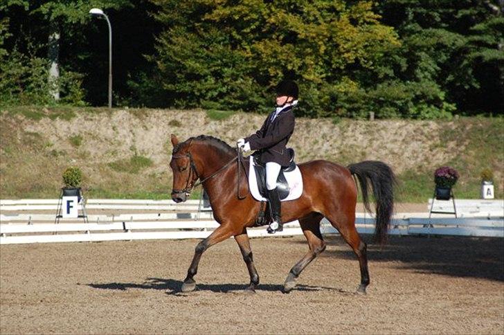 DSP Prins Orloff B-pony halv A-pony. (SOLGT) - På banen til DM hvor vi rider 68% billede 13