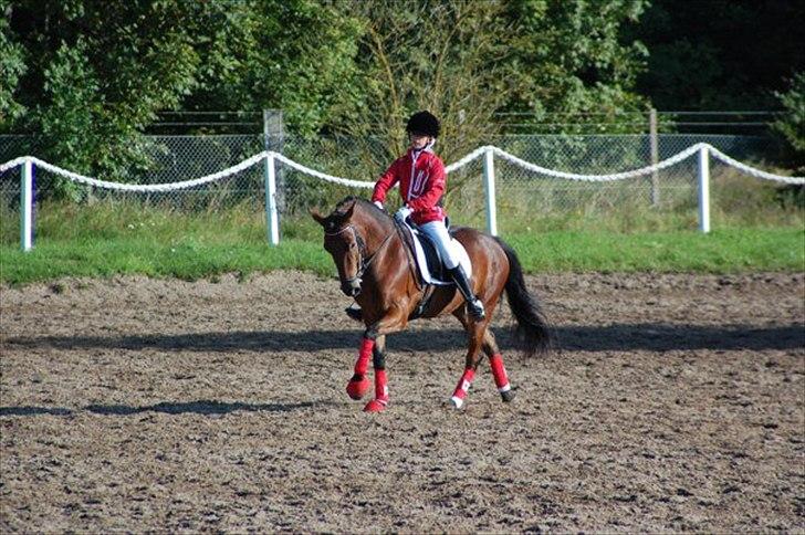 DSP Prins Orloff B-pony halv A-pony. (SOLGT) - Opvarmning til DM. billede 8