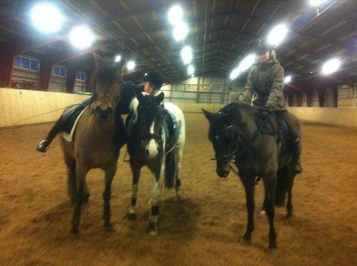 DSP Prins Orloff B-pony halv A-pony. (SOLGT) - Girl power! :D billede 15