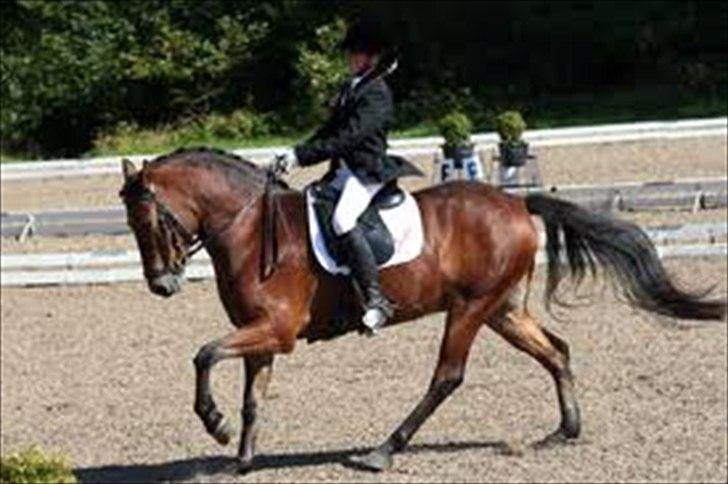 DSP Prins Orloff B-pony halv A-pony. (SOLGT) - På banen til DM hvor vi rider 68% billede 9